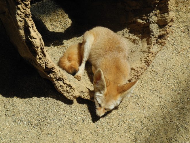 An adorable sand fox at the Zoo! 